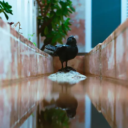 Flh Alcantara Stylish Duplex With Terrace Daire